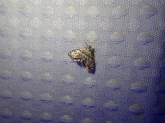 Neocataclysta magnificalis
