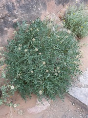 Lomatium latilobum