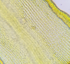 Racomitrium fasciculare