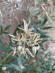 Lomatium latilobum