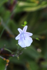 Nemesia diffusa