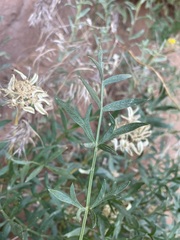Lomatium latilobum