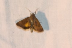 Noctua interjecta
