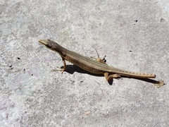 Takydromus kuehnei