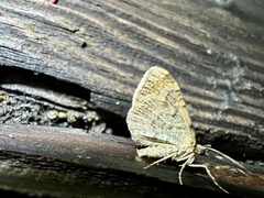 Xanthorhoe quadrifasiata