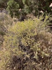 Grayia brandegeei