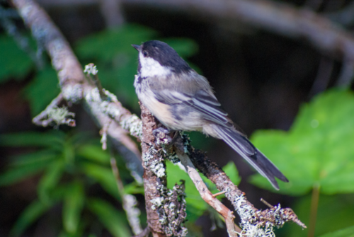 Poecile atricapillus image