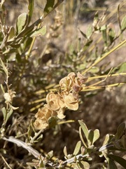 Grayia brandegeei