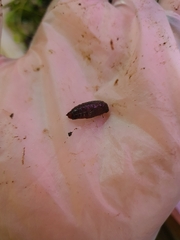 Argyrosticta decumana