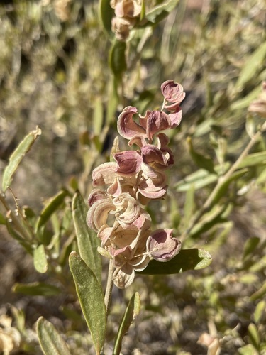 Image of Grayia brandegeei by (c) Matt Berger, some rights reserved (CC BY)