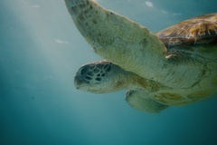 Chelonia mydas