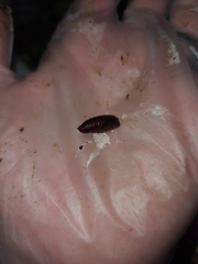 Argyrosticta decumana