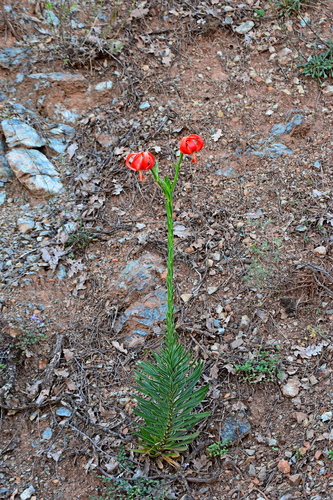 Image of Lilium chalcedonicum by (c) Kostas Zontanos, some rights reserved (CC BY)