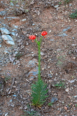 Lilium chalcedonicum