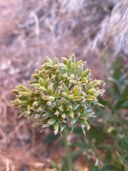 Lomatium latilobum