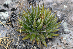 Agave schidigera