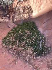 Lomatium latilobum