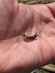Anisolabis littorea
