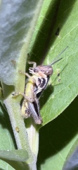 Melanoplus
