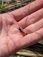 Anisolabis littorea