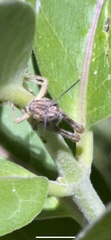 Melanoplus