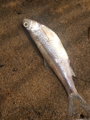 Notropis hudsonius