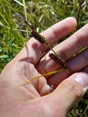 Carex membranacea
