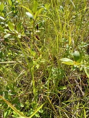 Carex membranacea