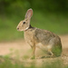 ארנבת הודית - Photo (c) Kalyanvarma,  זכויות יוצרים חלקיות (CC BY-SA)