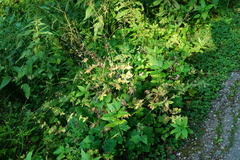 Geranium phaeum phaeum