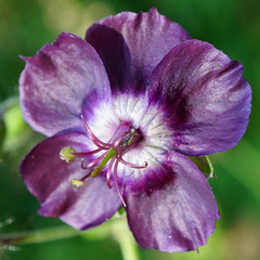 Geranium phaeum phaeum