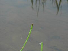 Equisetum fluviatile