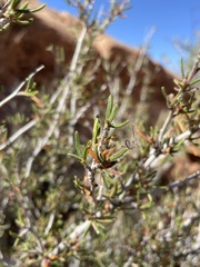 Cercocarpus intricatus