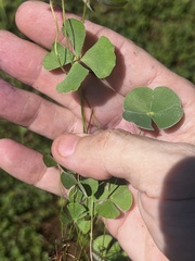 Marsilea macropoda