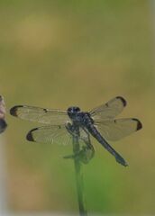 Libellula flavida