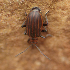 Neolochmaea