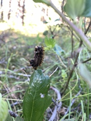 Hemileuca eglanterina