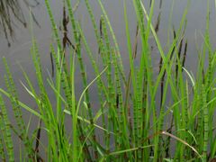 Equisetum fluviatile