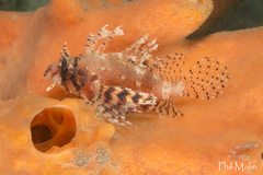 Dendrochirus brachypterus