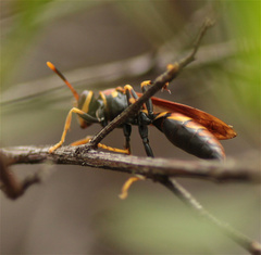 Polistes instabilis