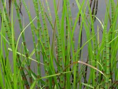 Equisetum fluviatile
