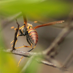 Polistes instabilis