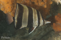 Chelmonops truncatus