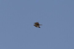 Buteo rufinus rufinus