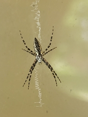 Argiope aurantia