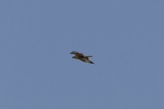 Buteo rufinus rufinus