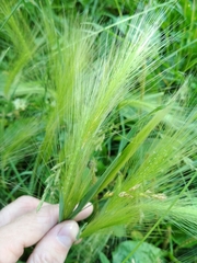 Hordeum jubatum
