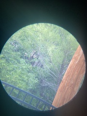 Ictinia mississippiensis