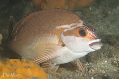 Red Morwong photo 2