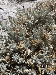 Atriplex corrugata